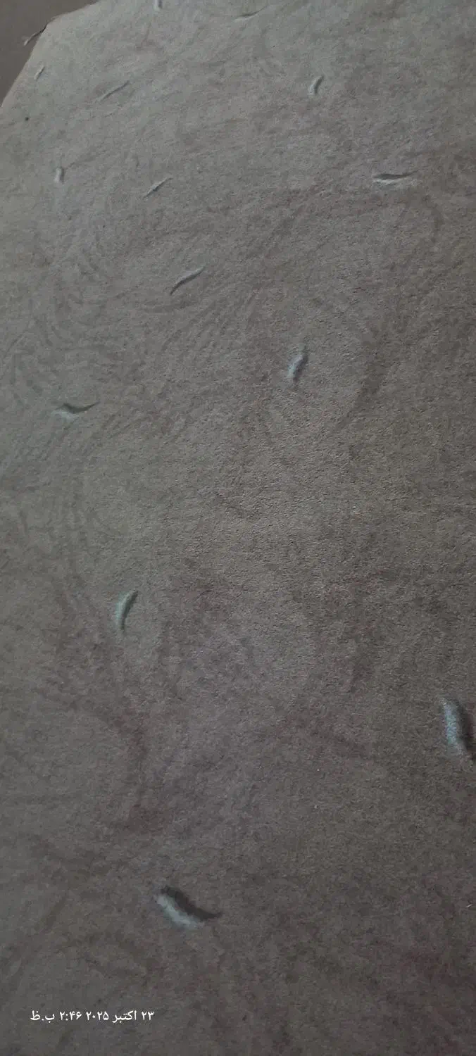 پالاز موکت|موکت|یزد, |دیوار