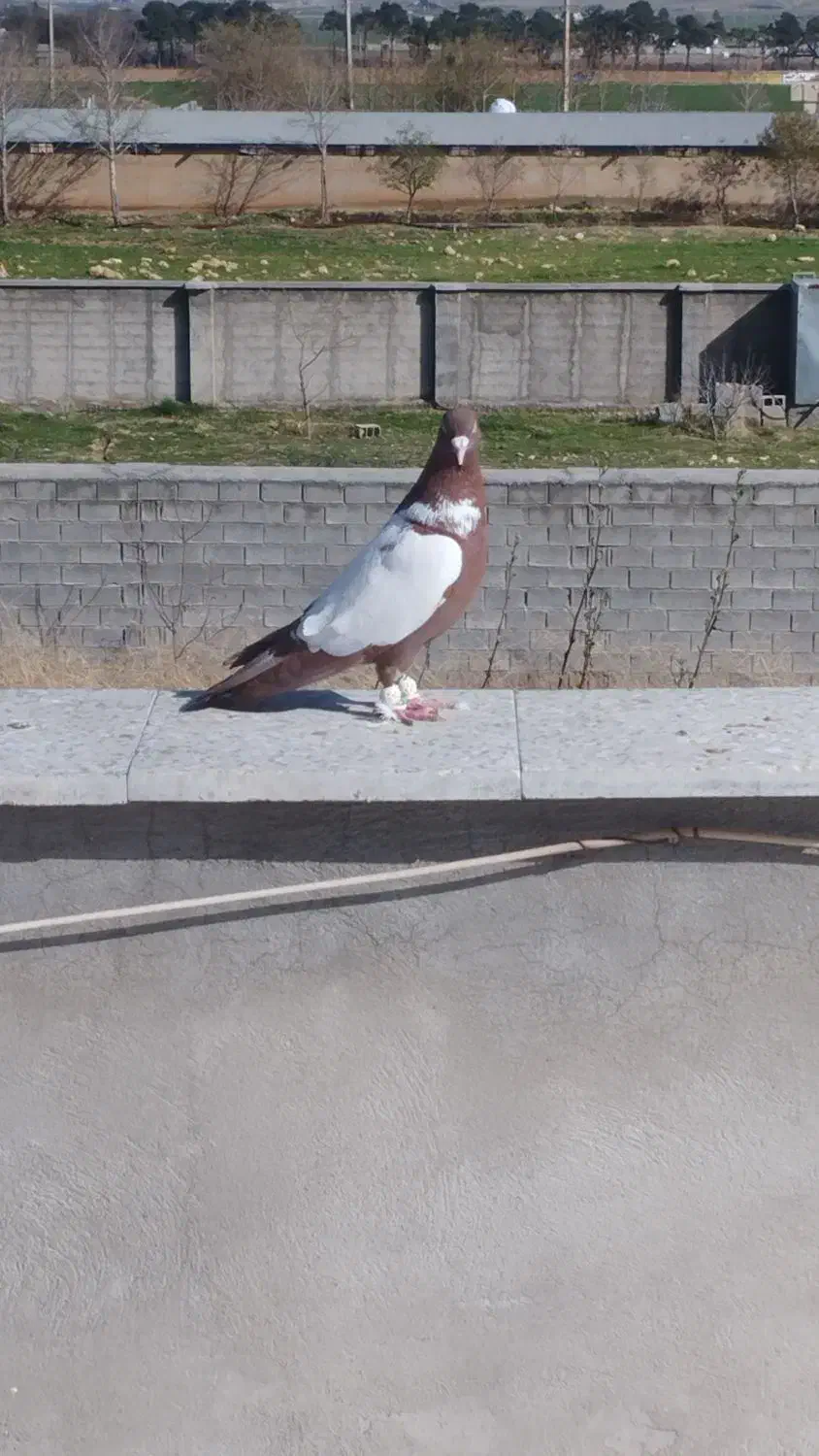 پلنگ سرخ|پرنده|اقلید, |دیوار