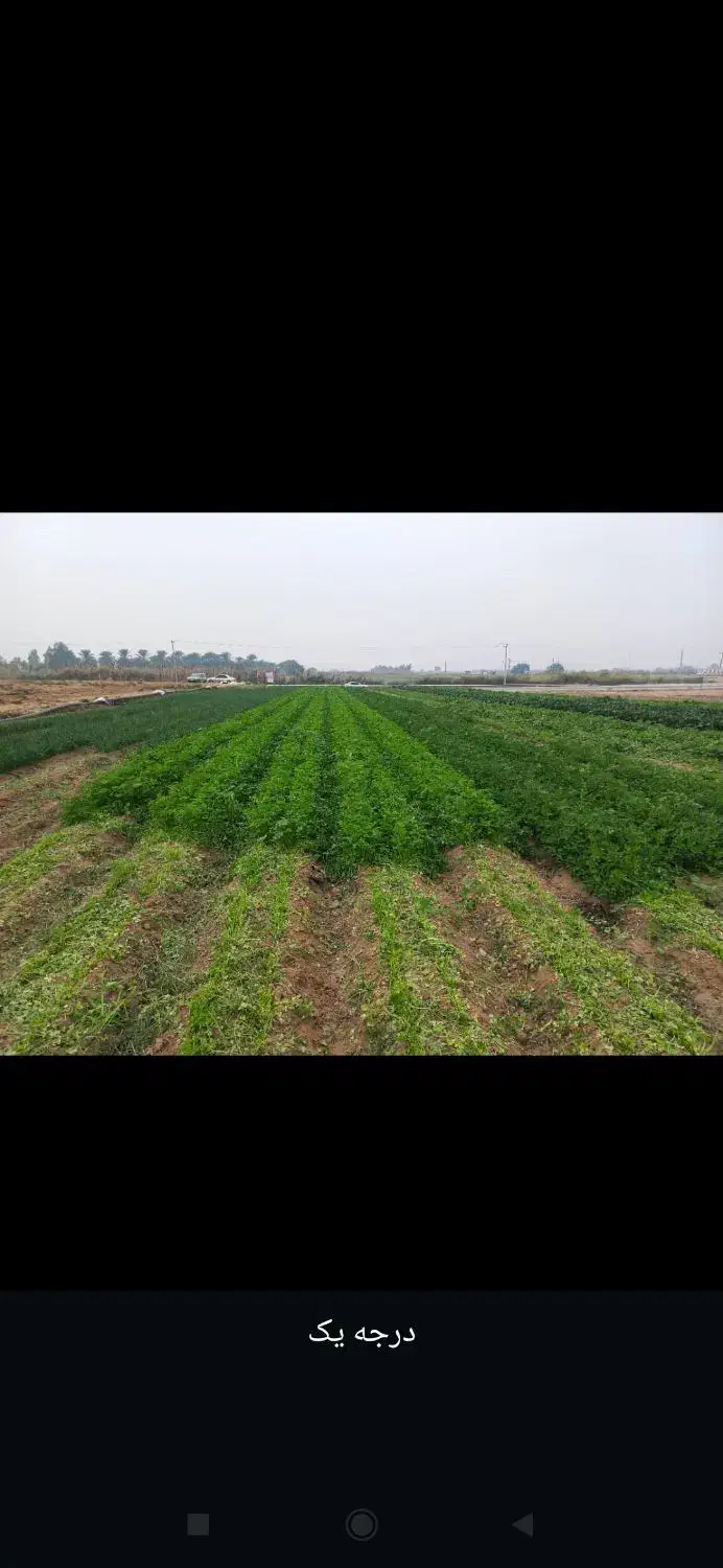 انواع سبزی|خوردنی و آشامیدنی|شاهین‌شهر, حافظ جنوبی|دیوار