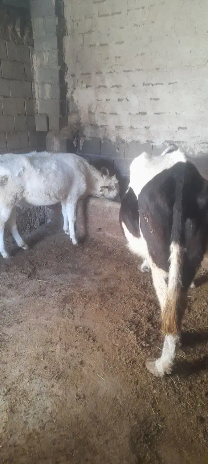 گاو ماده|حیوانات مزرعه|اهر, |دیوار