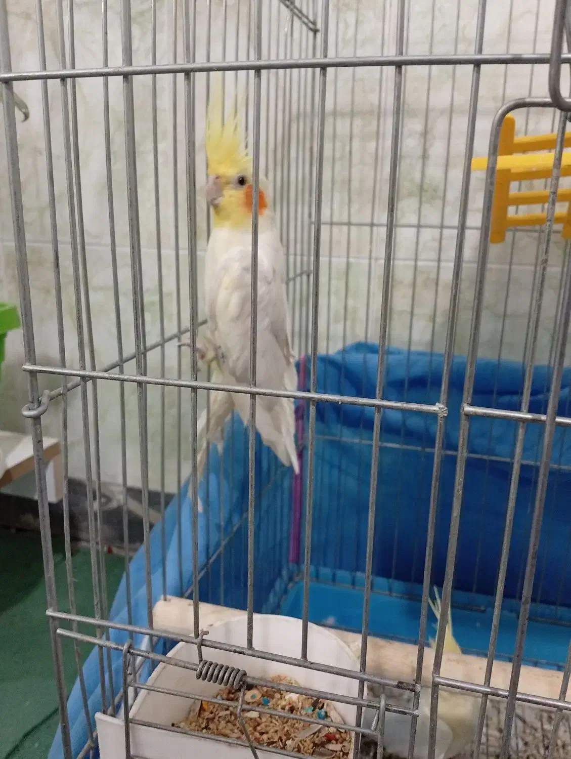 عروس هلندی|پرنده|شیراز, کوشک میدان|دیوار