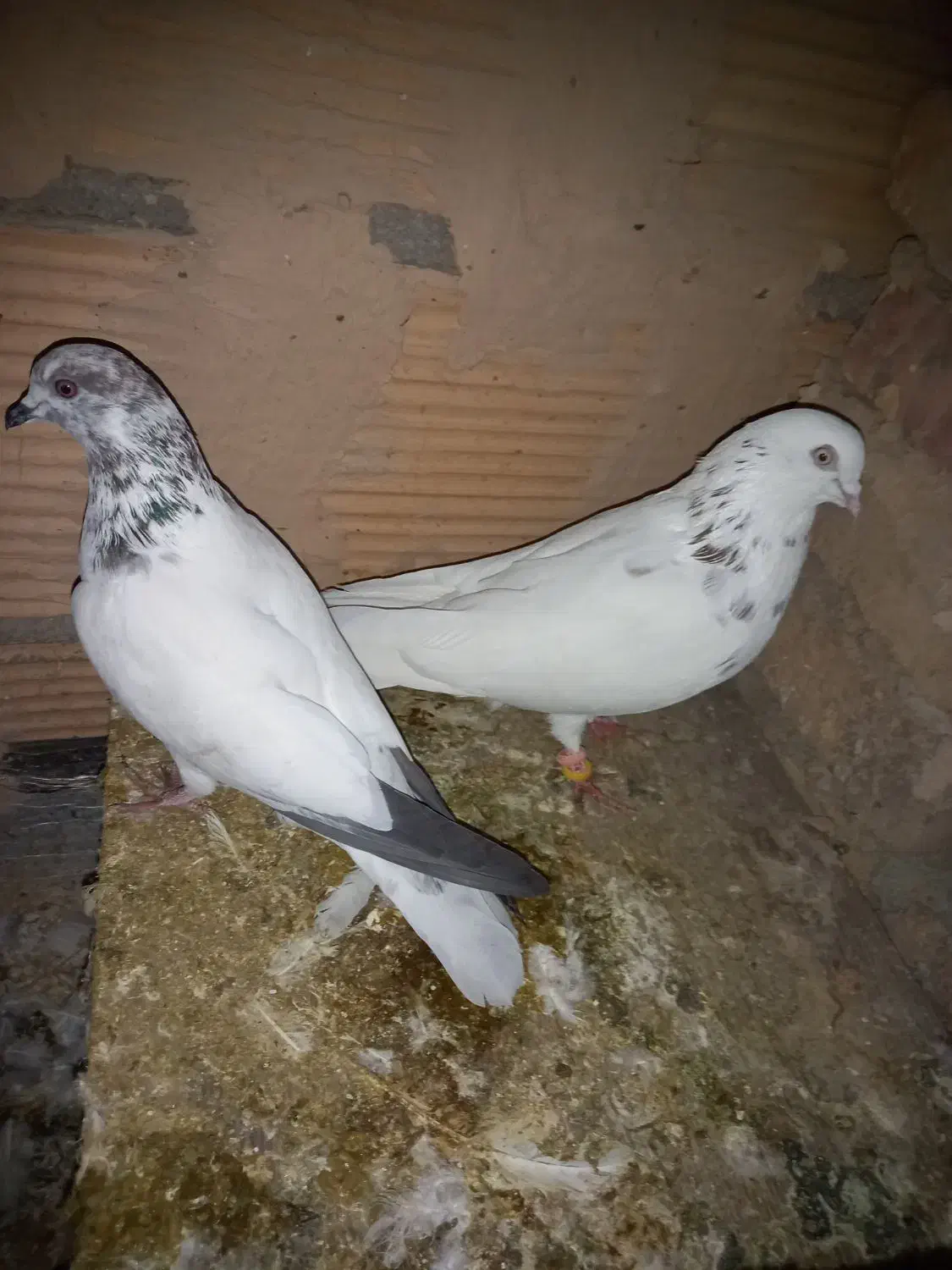 کبوتر پرشی|پرنده|پاکدشت, پاکدشت (مامازند)|دیوار