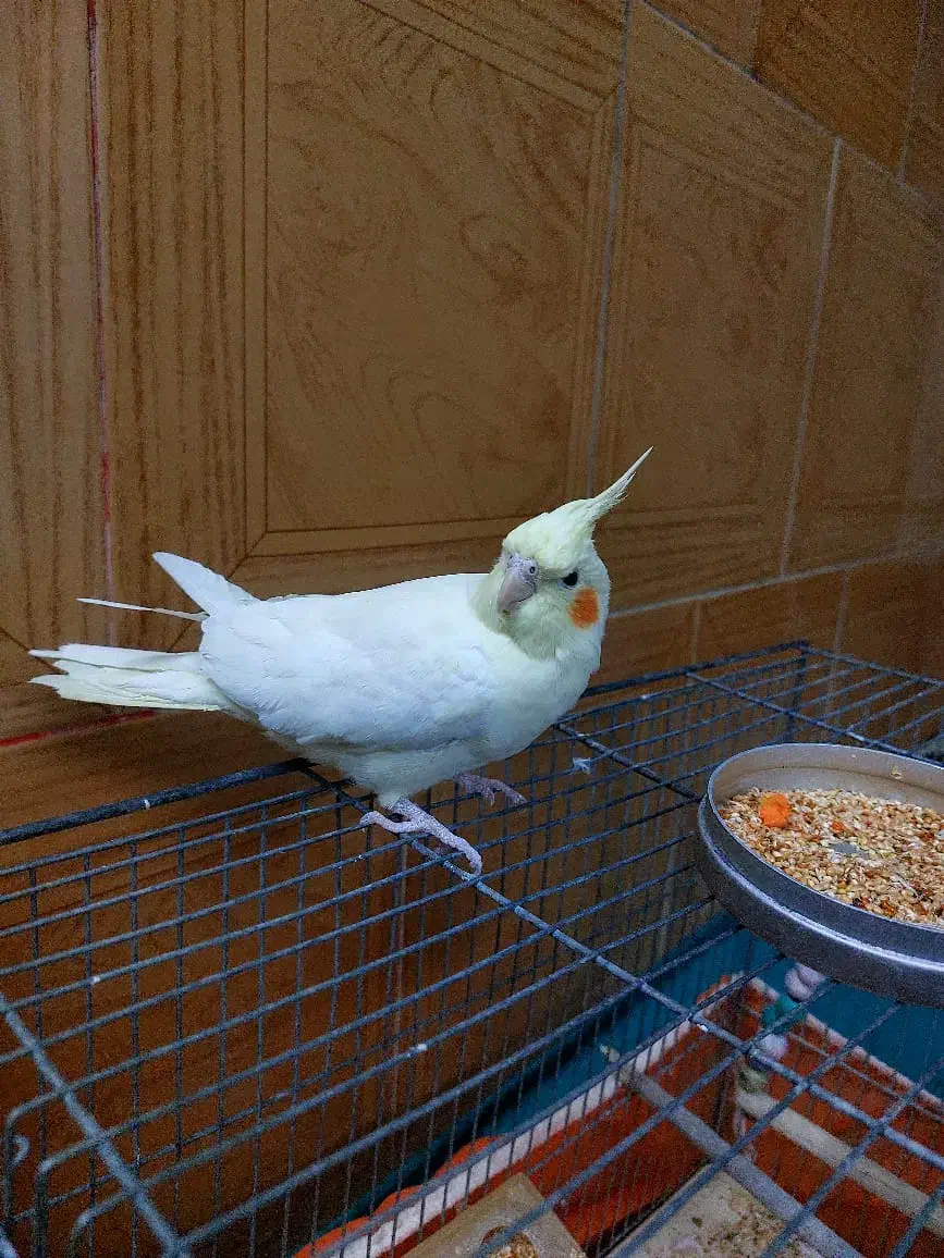 عروس هلندی زیبا بازی گوش|پرنده|اردکان, |دیوار