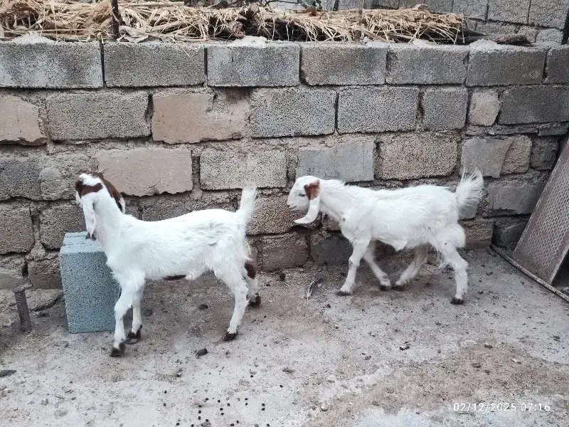 کهره دوقلو افغانی گلابی بلدرچین گوشتی سلطان آباد|حیوانات مزرعه|رامهرمز, |دیوار