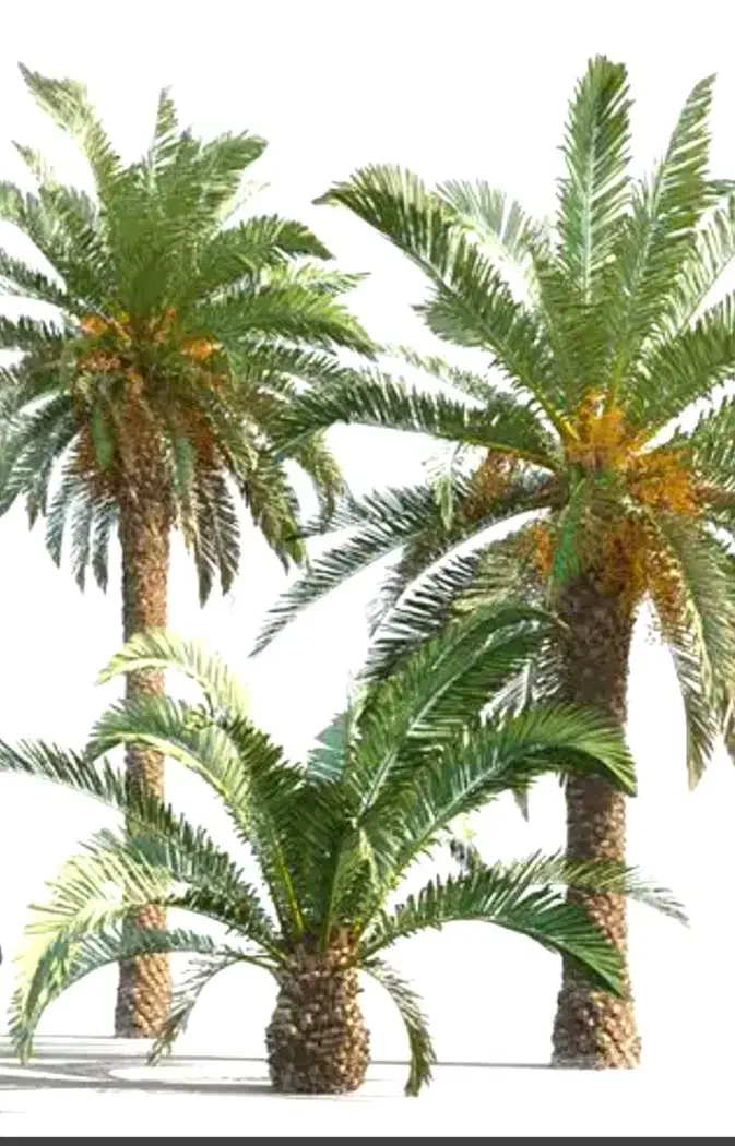 نهال درخت خرما|گل و گیاه طبیعی|قشم, |دیوار