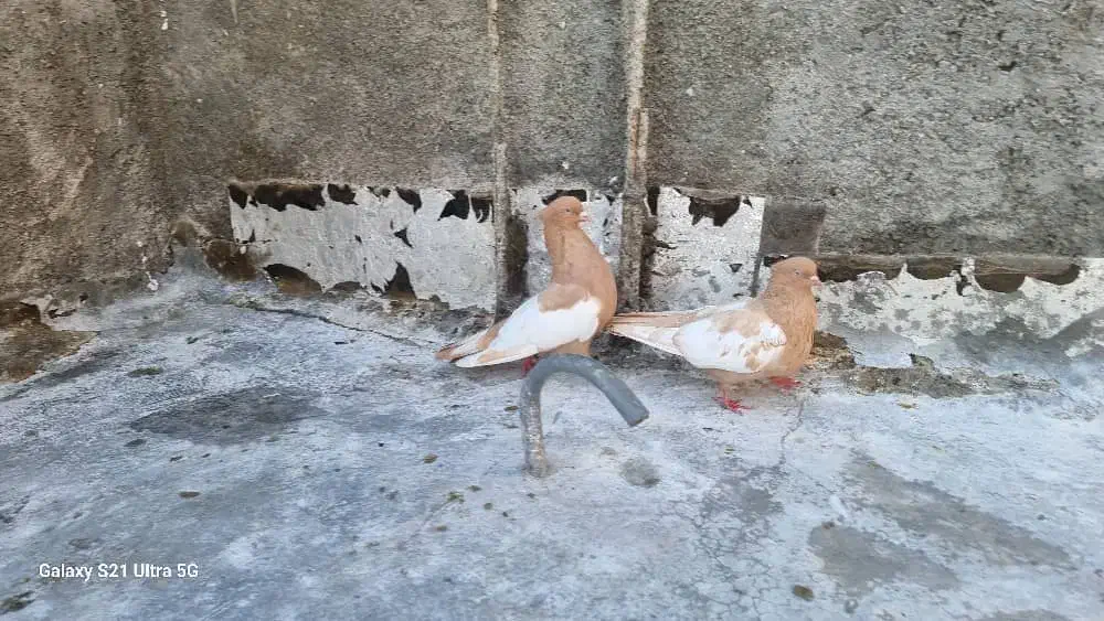 توافقی|پرنده|زرین دشت (فارس), |دیوار