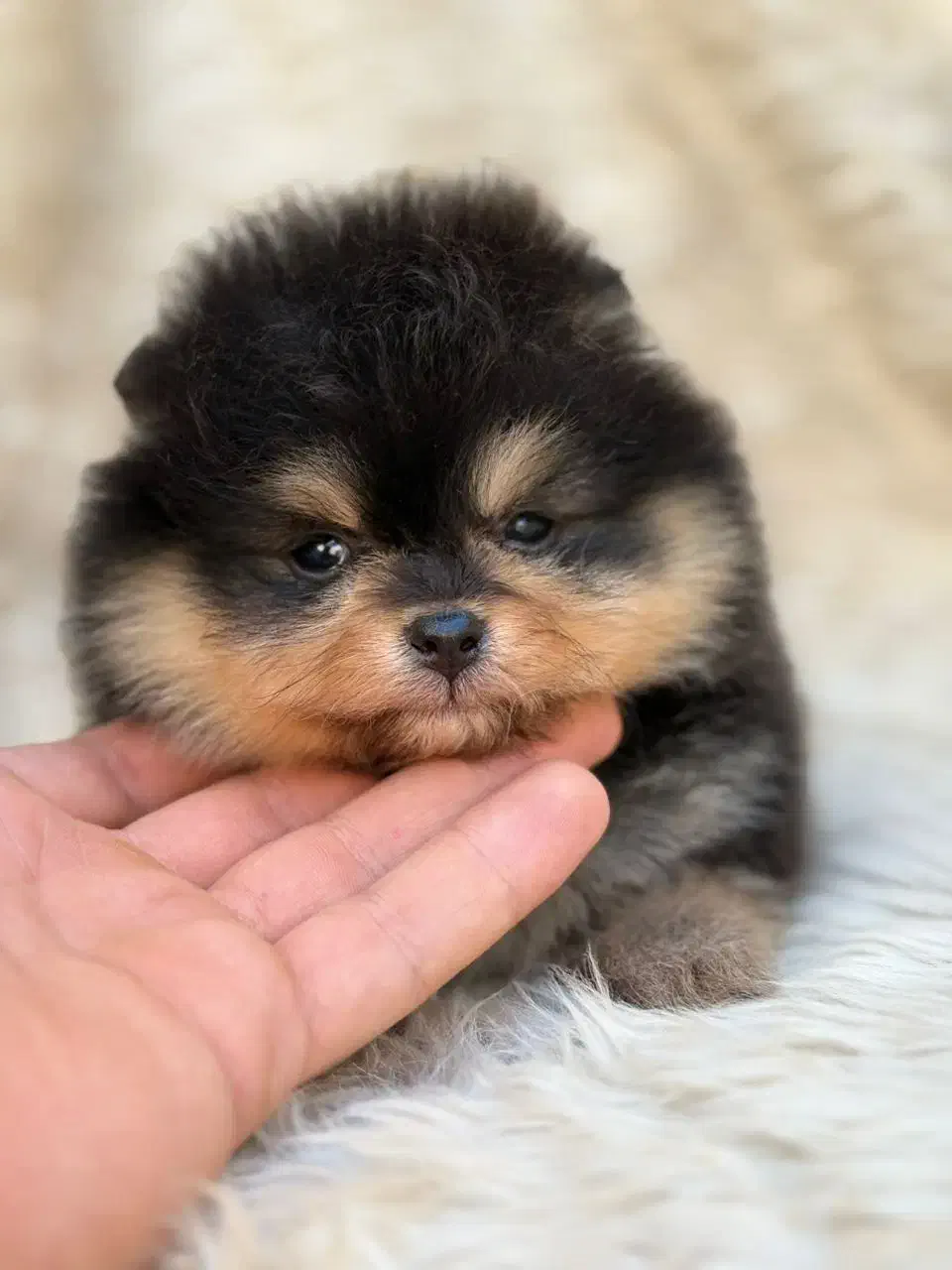 پامرانین خرسی و عروسکی اصیل|سگ|گرگان, |دیوار