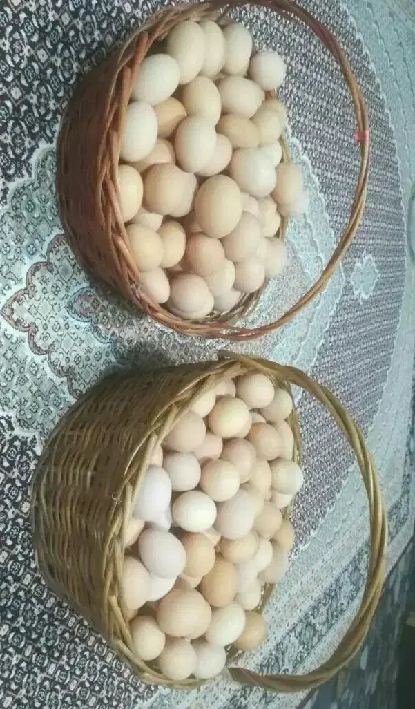 فروش تخم مرغ محلی ارگانیک و تخم بلدرچین|خوردنی و آشامیدنی|سقز, |دیوار