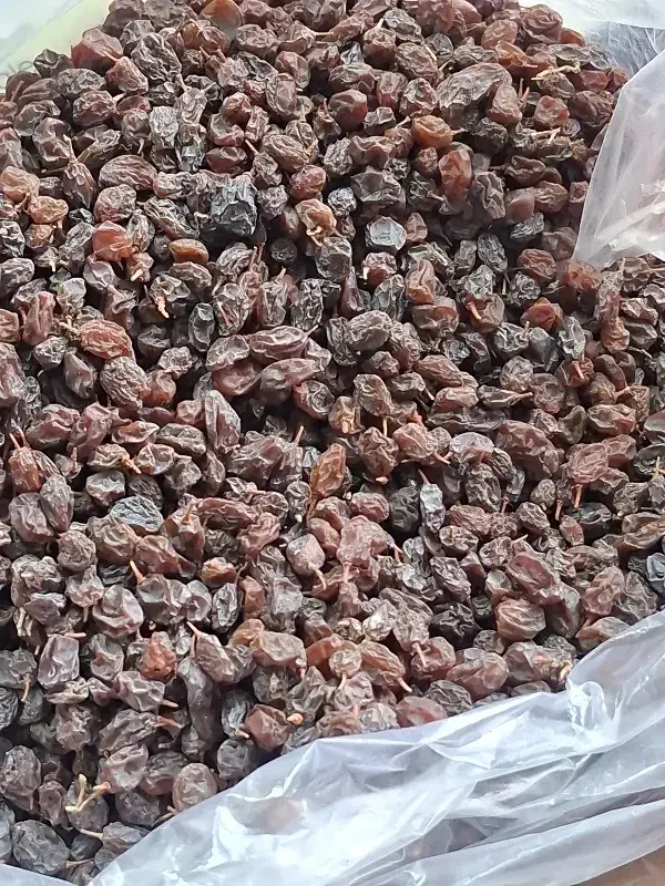 کشمش مراغه|خوردنی و آشامیدنی|مراغه, |دیوار