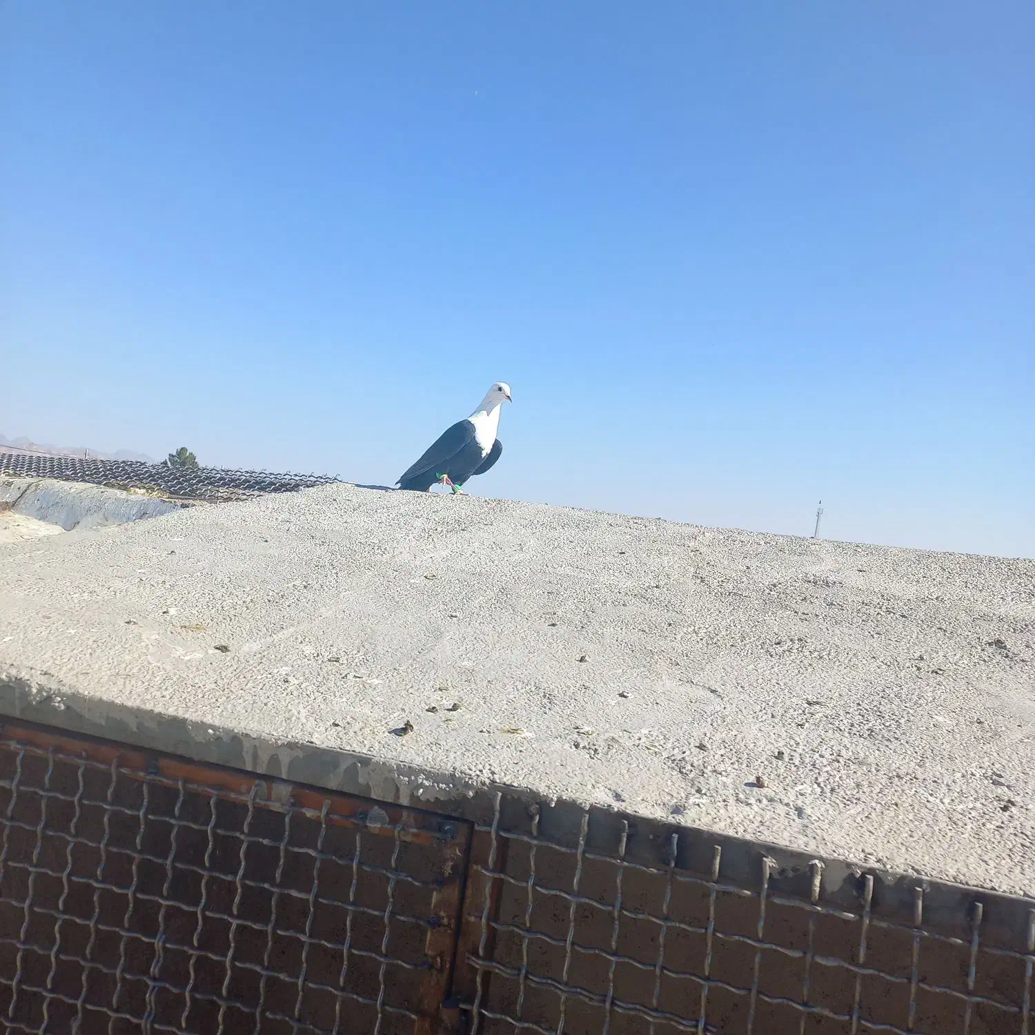 ۱۱ تا رنگه زده خوردی|پرنده|تربتحیدریه, پائین ولایت|دیوار