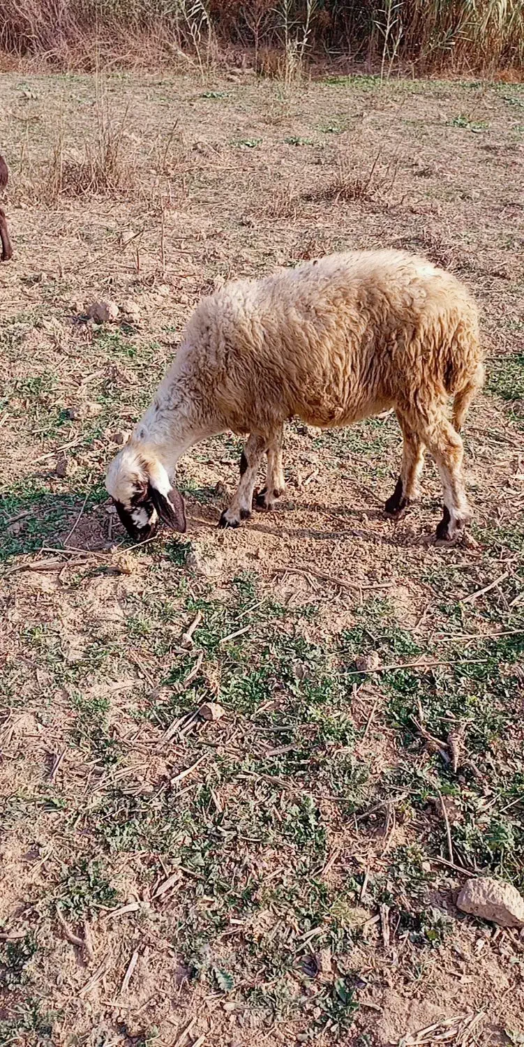 گوسفند آس توقلی لنگه دوقلو هنوز قوچ نخورده|حیوانات مزرعه|خان ببین, |دیوار