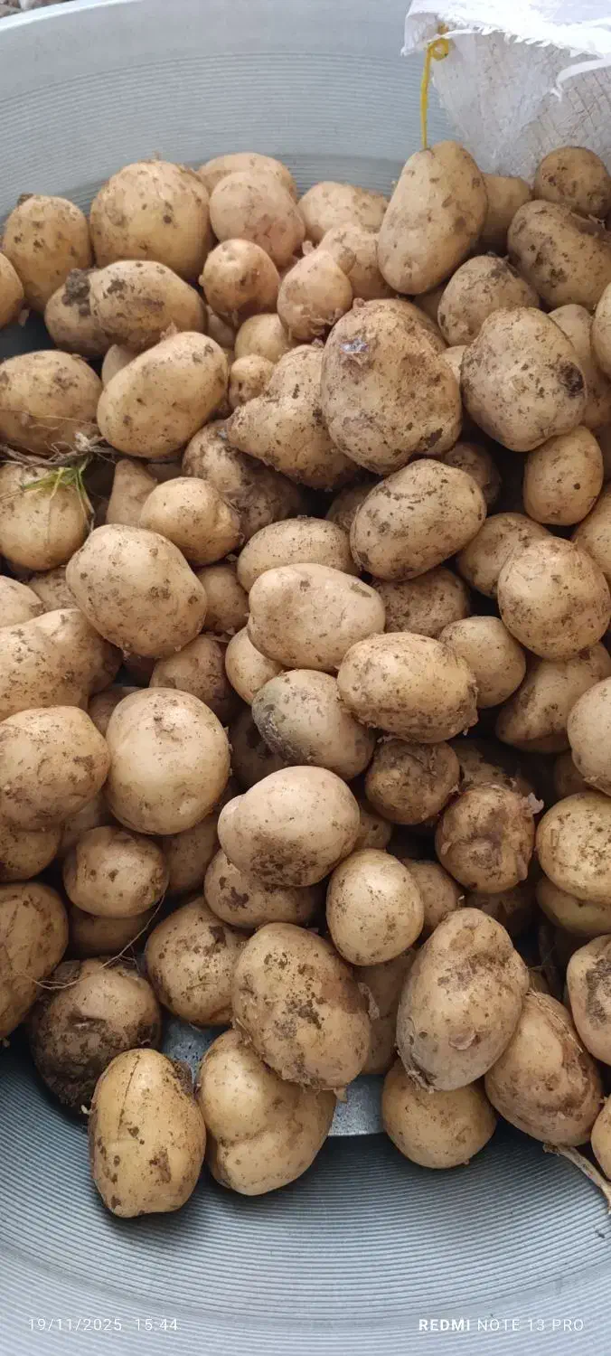 سیب زمینی بذری|عمده‌فروشی|بیرانوند, |دیوار