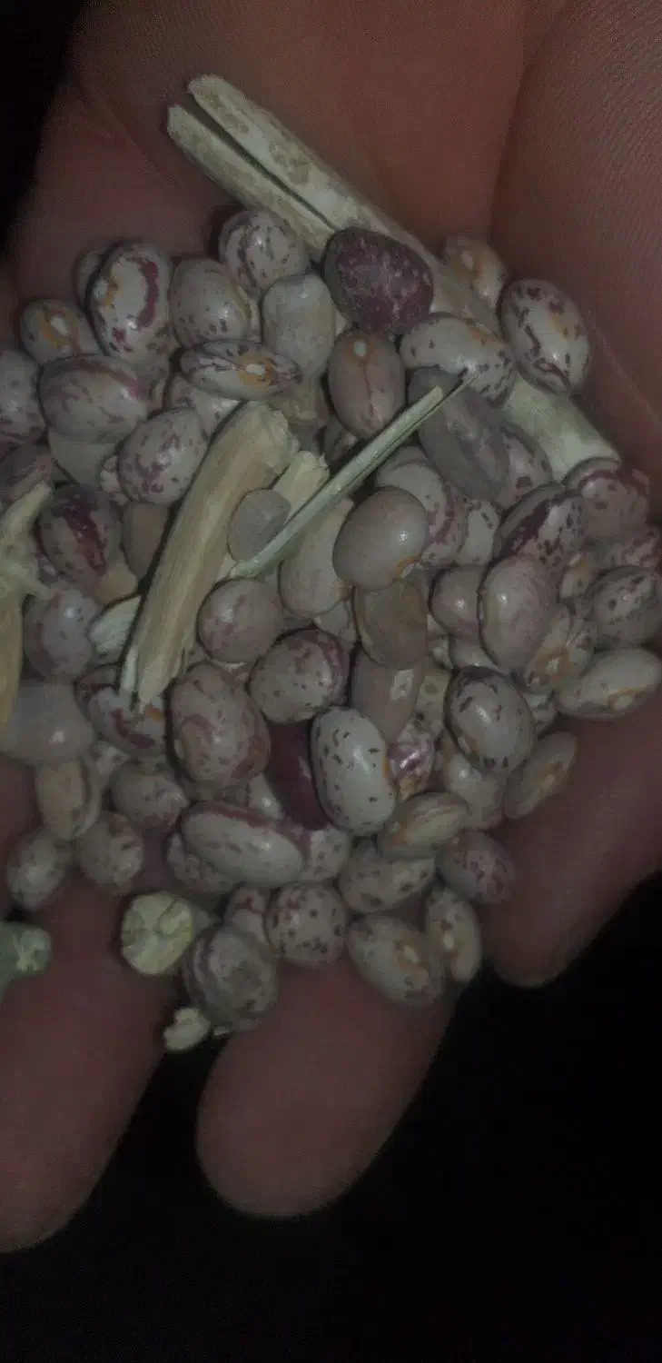 فروش لوبیا چیتی|عمدهفروشی|جونقان, |دیوار