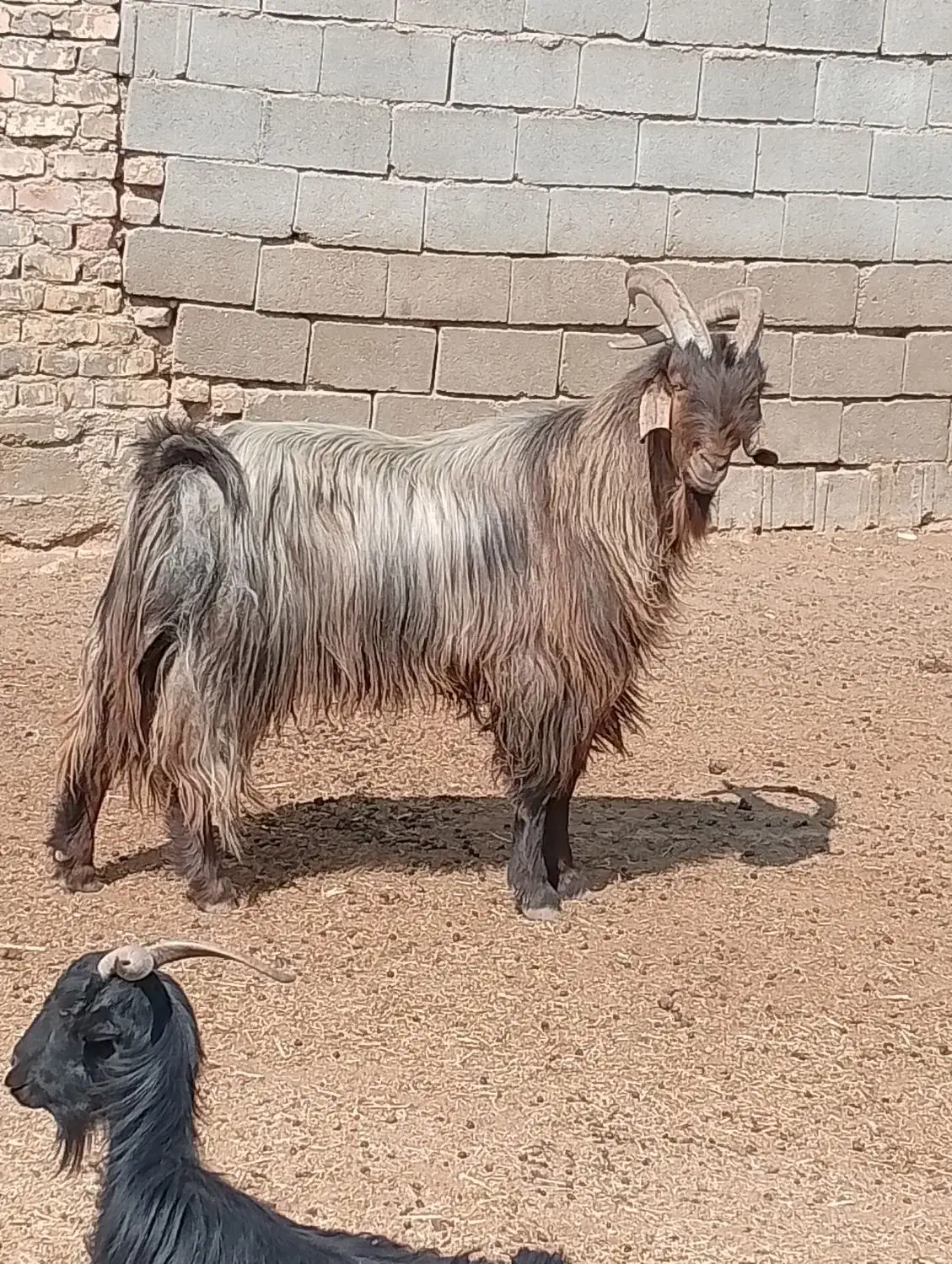 چبش داشتی 4ساله|حیوانات مزرعه|فسا, |دیوار