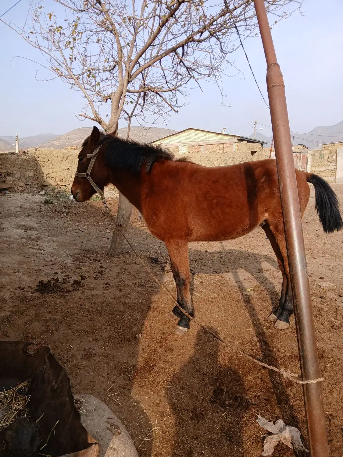 اسب نریان|اسب و تجهیزات اسبسواری|اردبیل, |دیوار