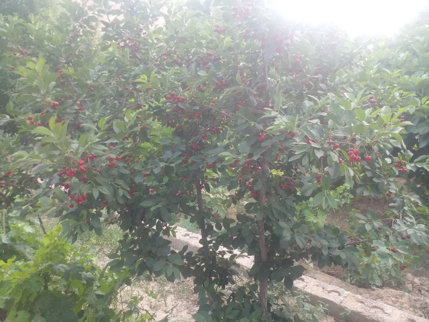 فروش باغ ویلا ۱۰۰۰ متری|فروش خانه و ویلا|تیران, |دیوار