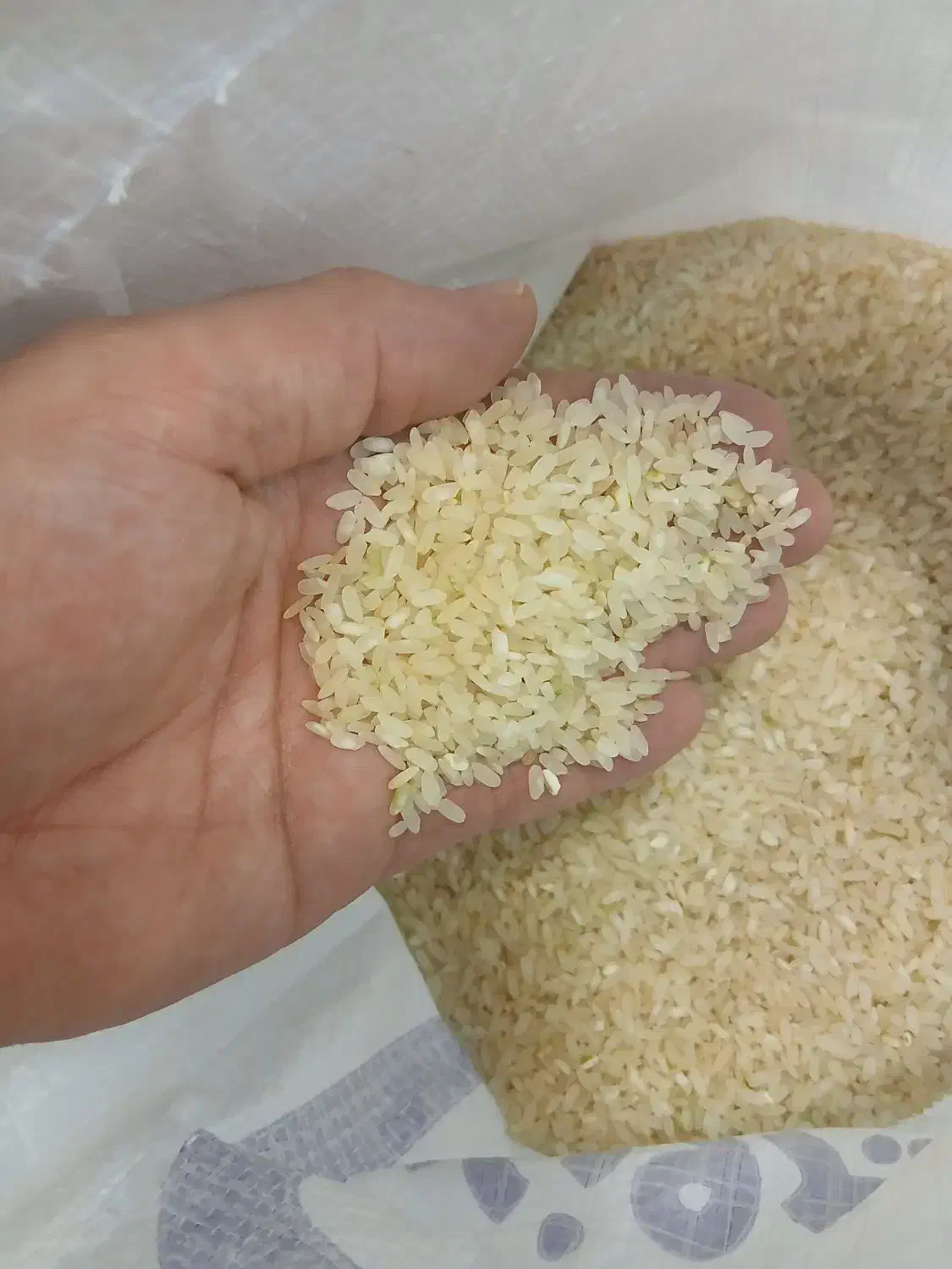 برنج کامفیروزی شیراز|خوردنی و آشامیدنی|اصفهان, صدف|دیوار