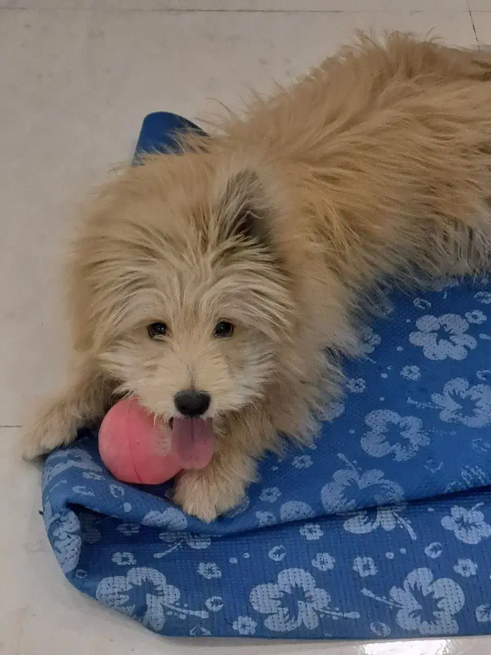 گمشده|حیوانات|زنجان, |دیوار