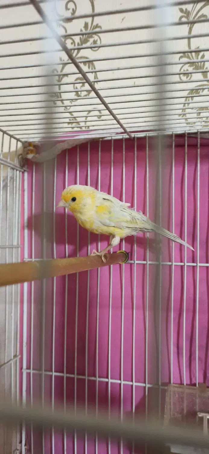 قناری مادهق|پرنده|مشهد, انقلاب|دیوار