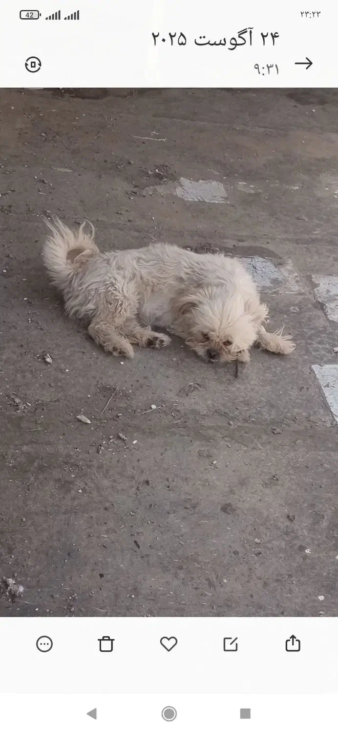 سگ خوشگل شیتزو|سگ|تربتحیدریه, حیدرآباد|دیوار