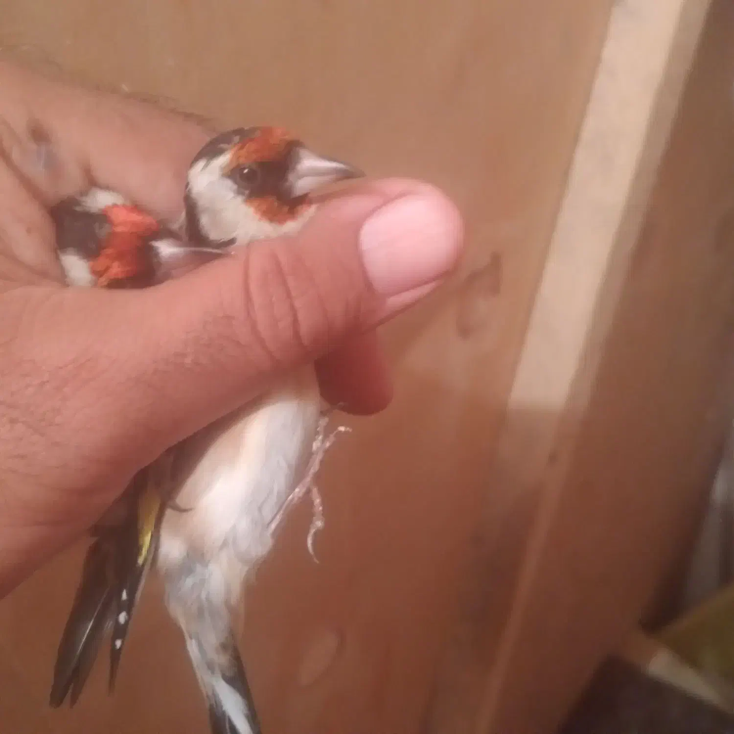 سهره درشت نروماده|پرنده|تبریز, |دیوار