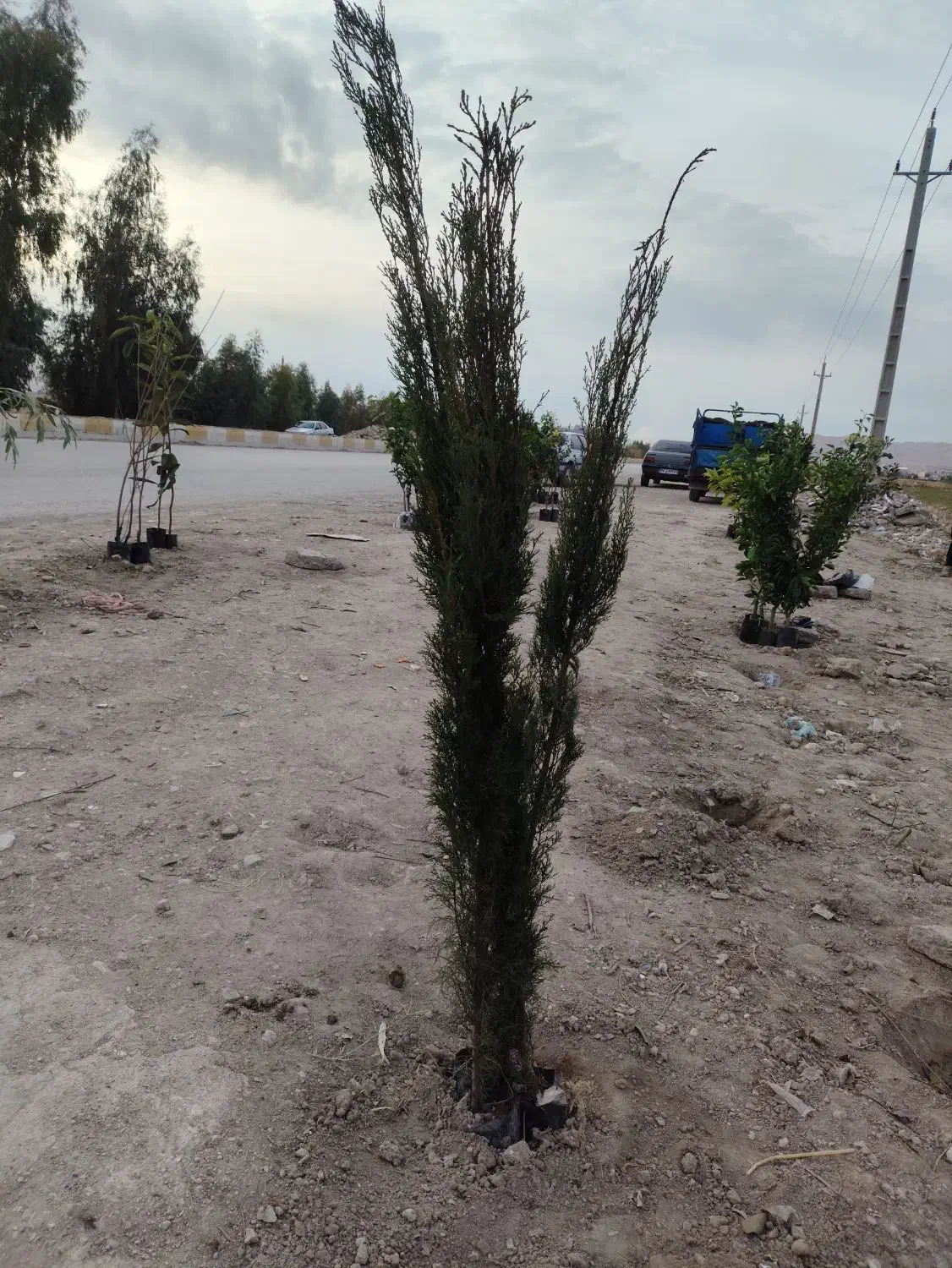 انواع نهال|خدمات باغبانی و درختکاری|سرپل ذهاب, |دیوار