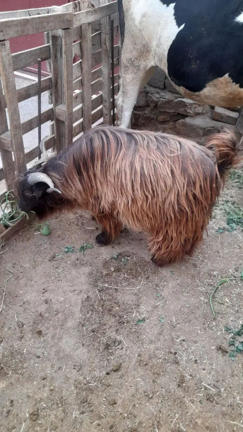 ساورین نر|حیوانات مزرعه|کرمانشاه, |دیوار