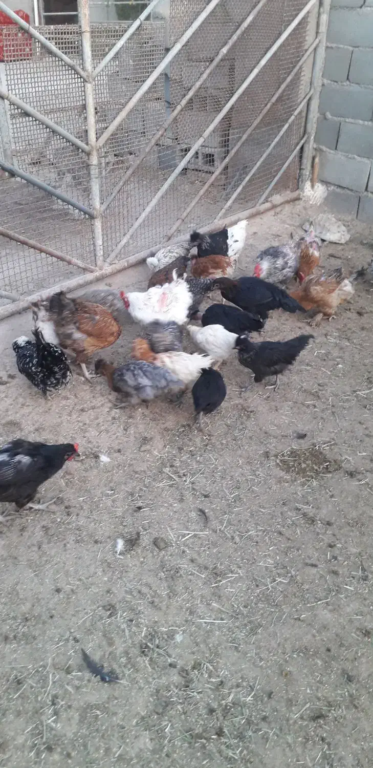 فروش جوجه کاکلی|حیوانات مزرعه|گرمسار, |دیوار