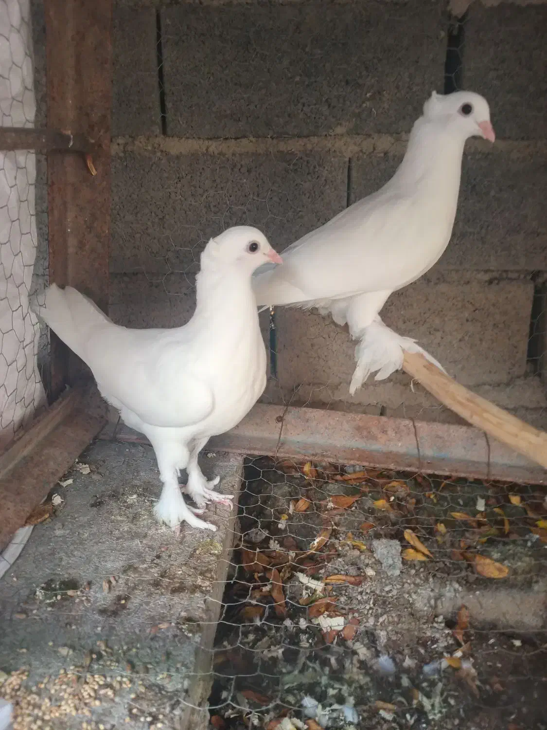 کبوتر‌‌‌|پرنده|ساری, |دیوار