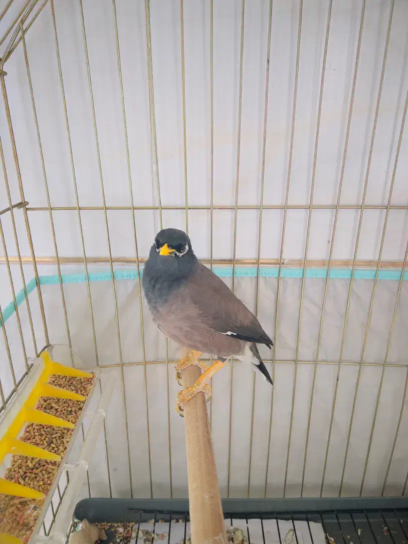 مرغ مینا سخنگو|پرنده|رفسنجان, |دیوار