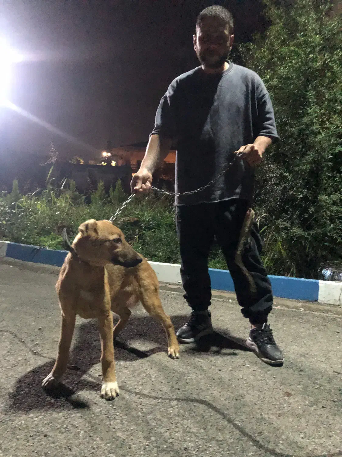 سگ نگهبان|سگ|نوشهر, |دیوار