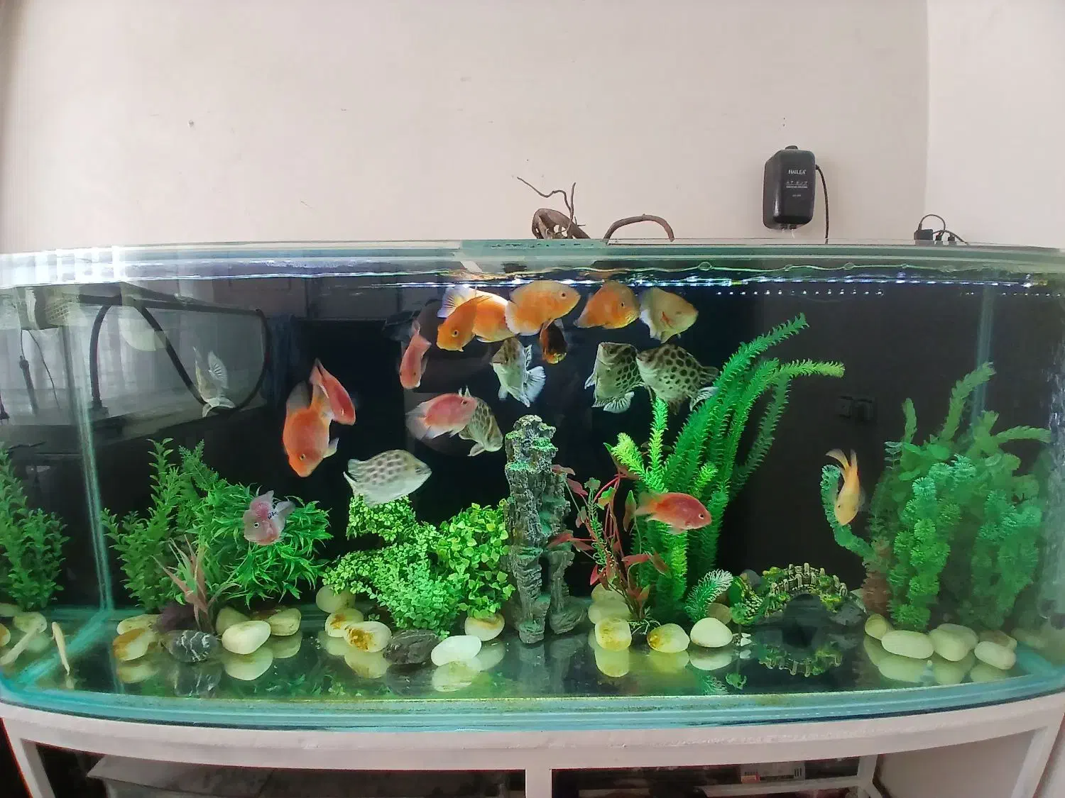 اکواریوم ماهی|ماهی|اصفهان, فردوان|دیوار