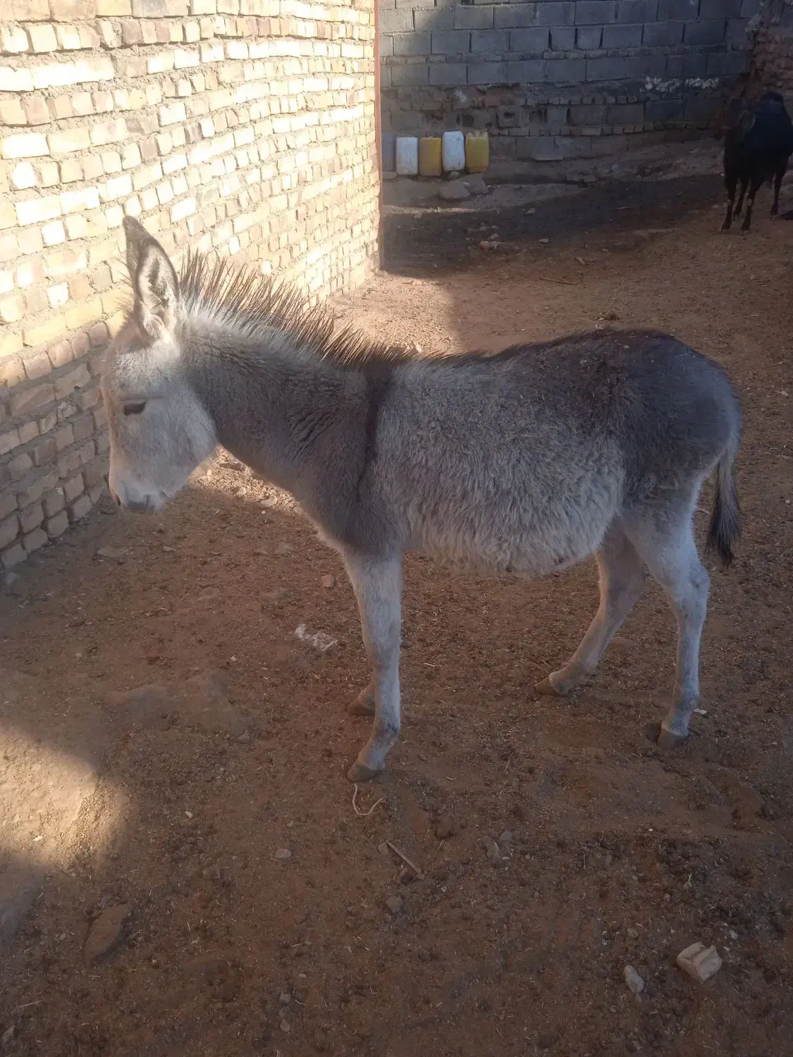 فروشی|حیوانات مزرعه|تربت جام, میان جام|دیوار