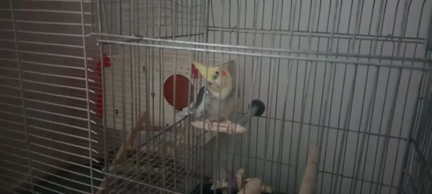 جفت عروس هلندی|پرنده|سرداران, |دیوار