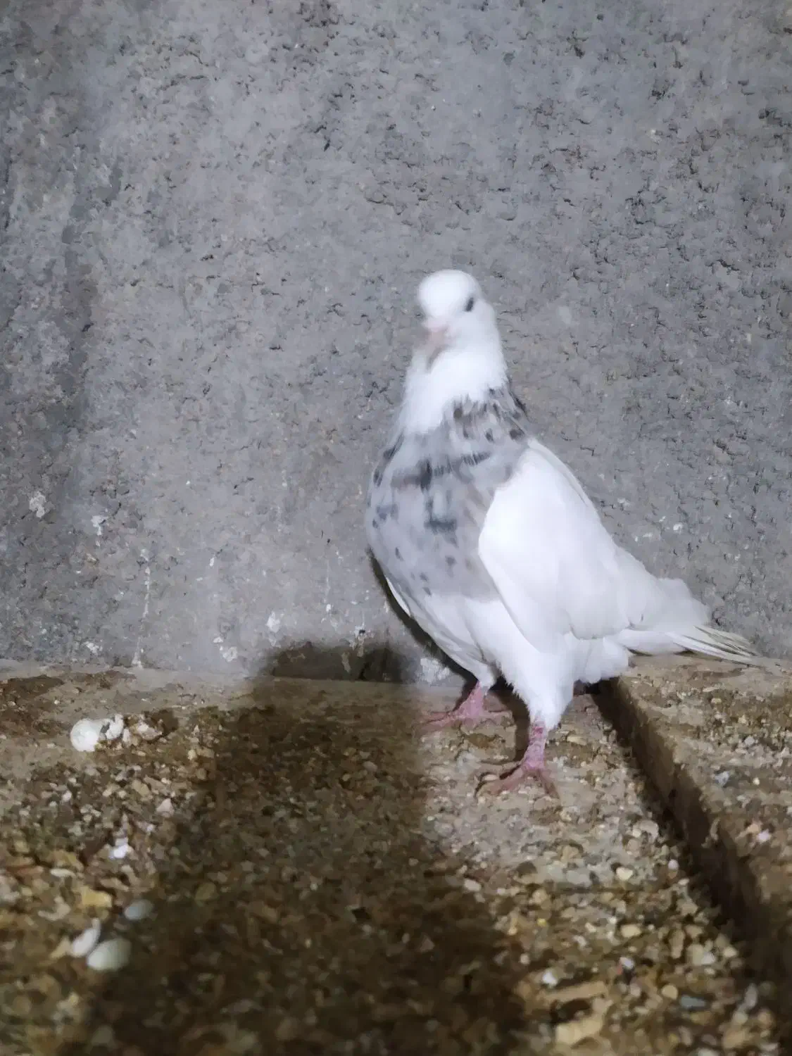 کبوتررنگی|پرنده|بجنورد, |دیوار