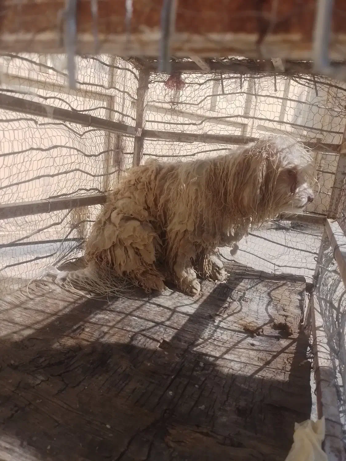 فروش سگ خانگی|سگ|ایذه, |دیوار