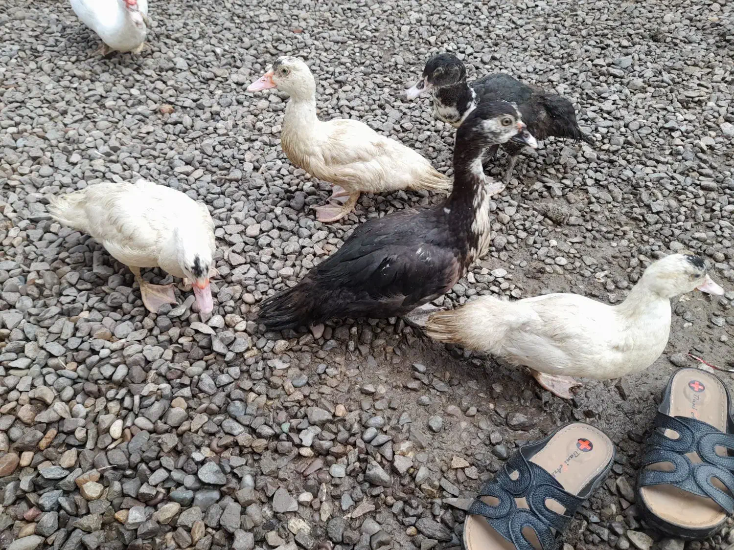 اردک اسرائیلی و محلی|حیوانات مزرعه|پیربازار, |دیوار