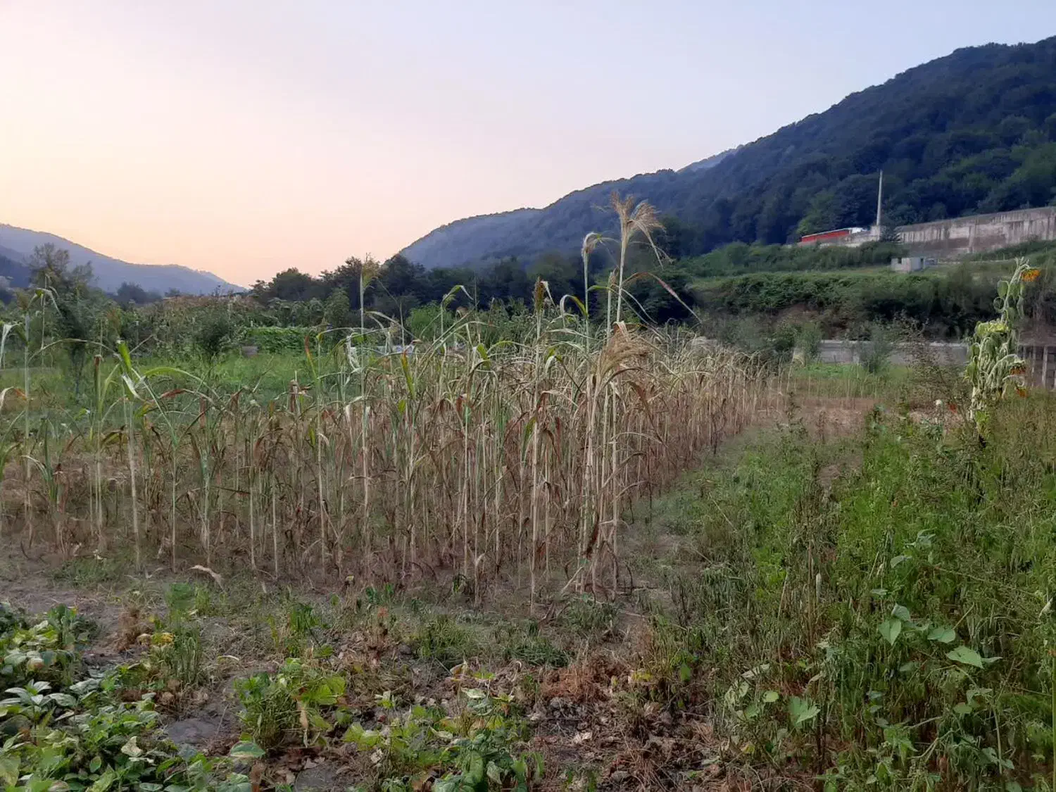 فروش زمین زراعی|فروش زمین و ملک کلنگی|زیرآب, |دیوار