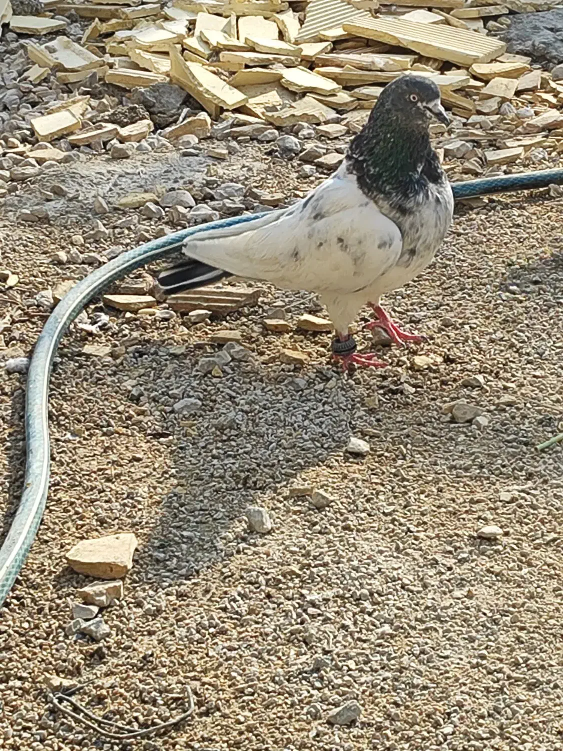 کبوتر نر|پرنده|چمران, |دیوار