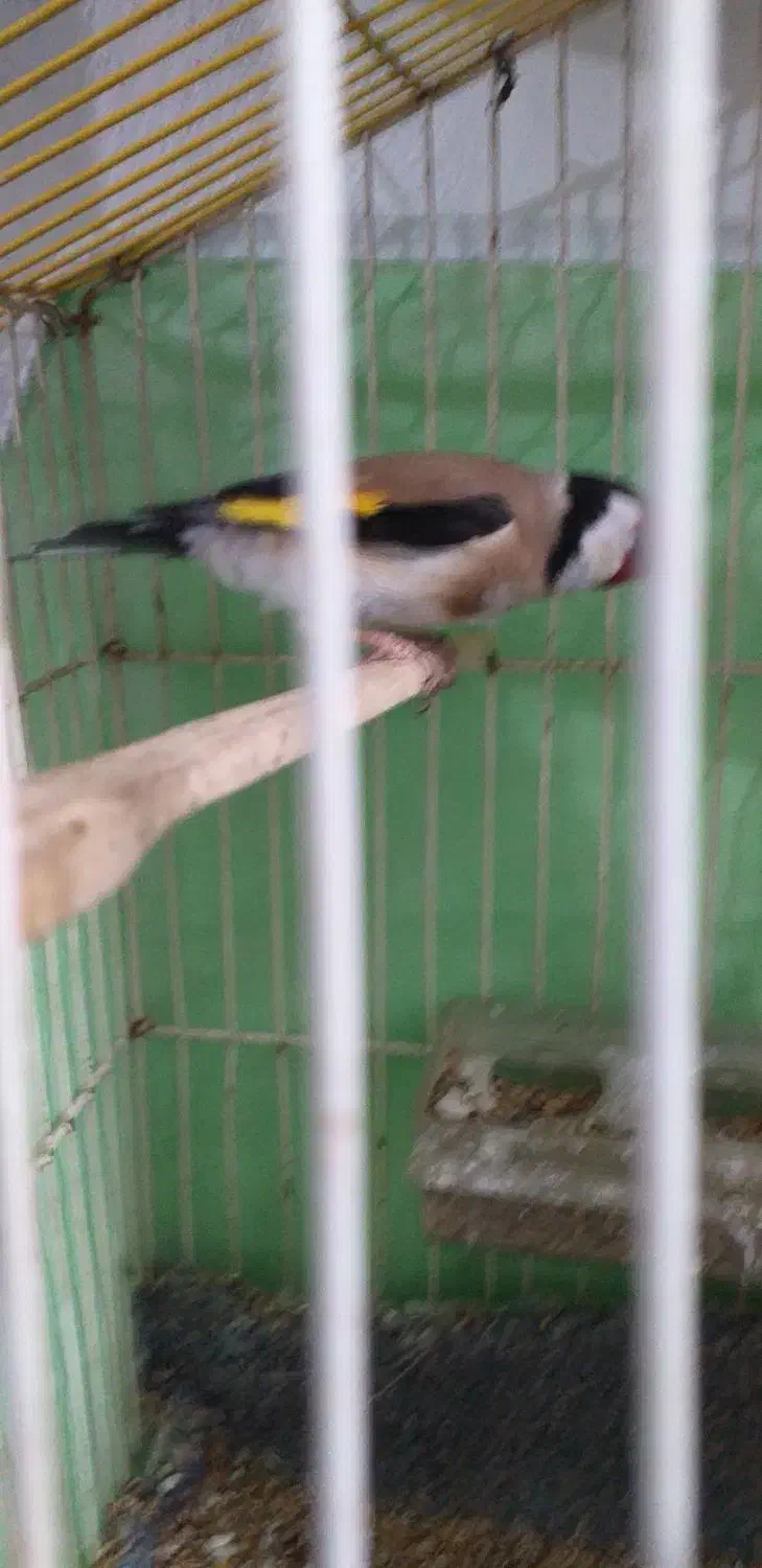 سهره نر|پرنده|ایلام, |دیوار