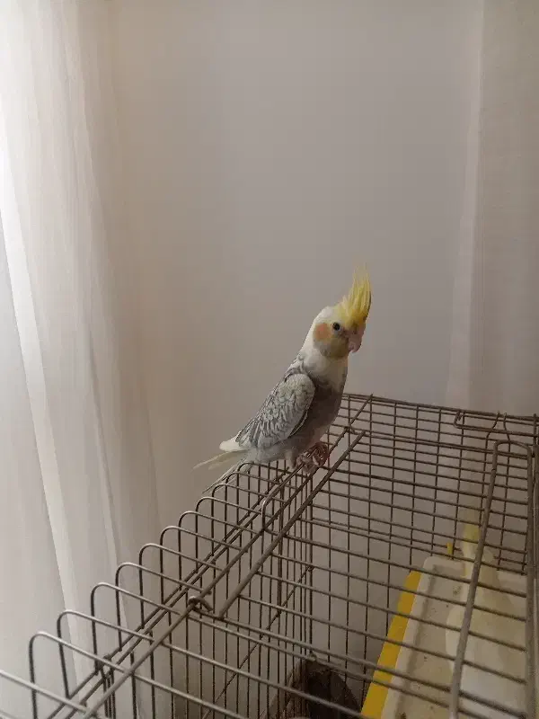 پرنده|پرنده|رودهن, |دیوار