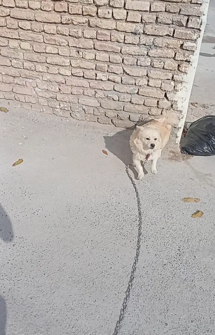 سگ پاپی|سگ|بروجن, |دیوار