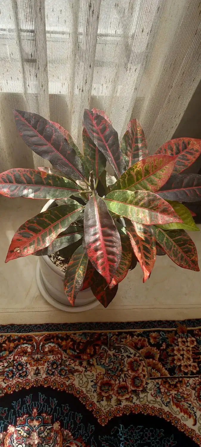 کروتون|عمدهفروشی|سرپل ذهاب, |دیوار