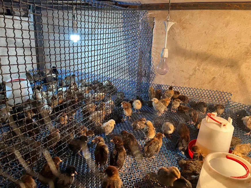 آکواریوم و جوجه مرغ|حیوانات مزرعه|یزد, |دیوار