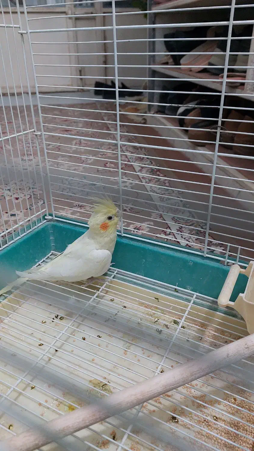 عروس لوتینو ماده بالغ|پرنده|سراوان, |دیوار