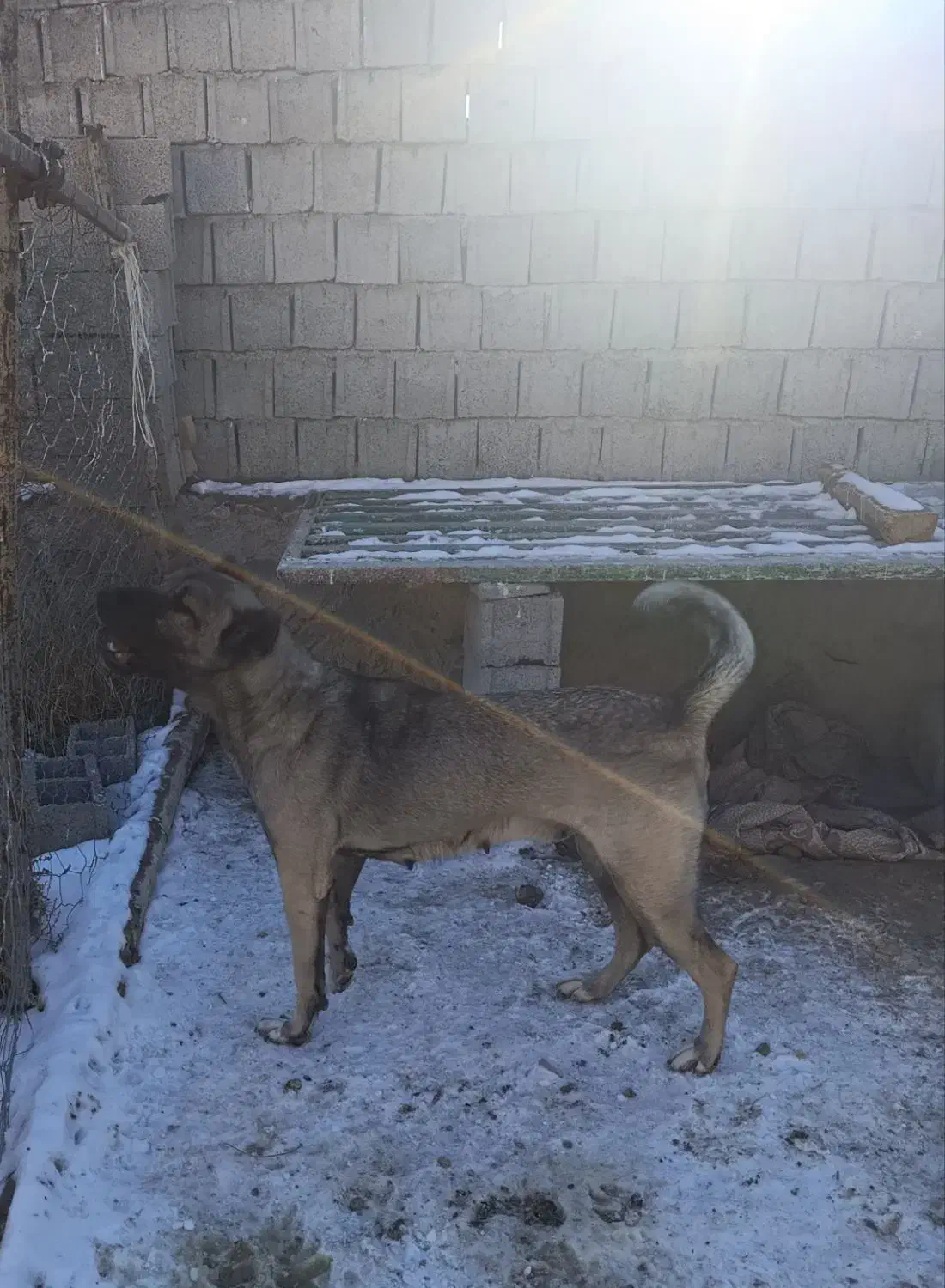 ماده سرابی|سگ|مشگین شهر, |دیوار