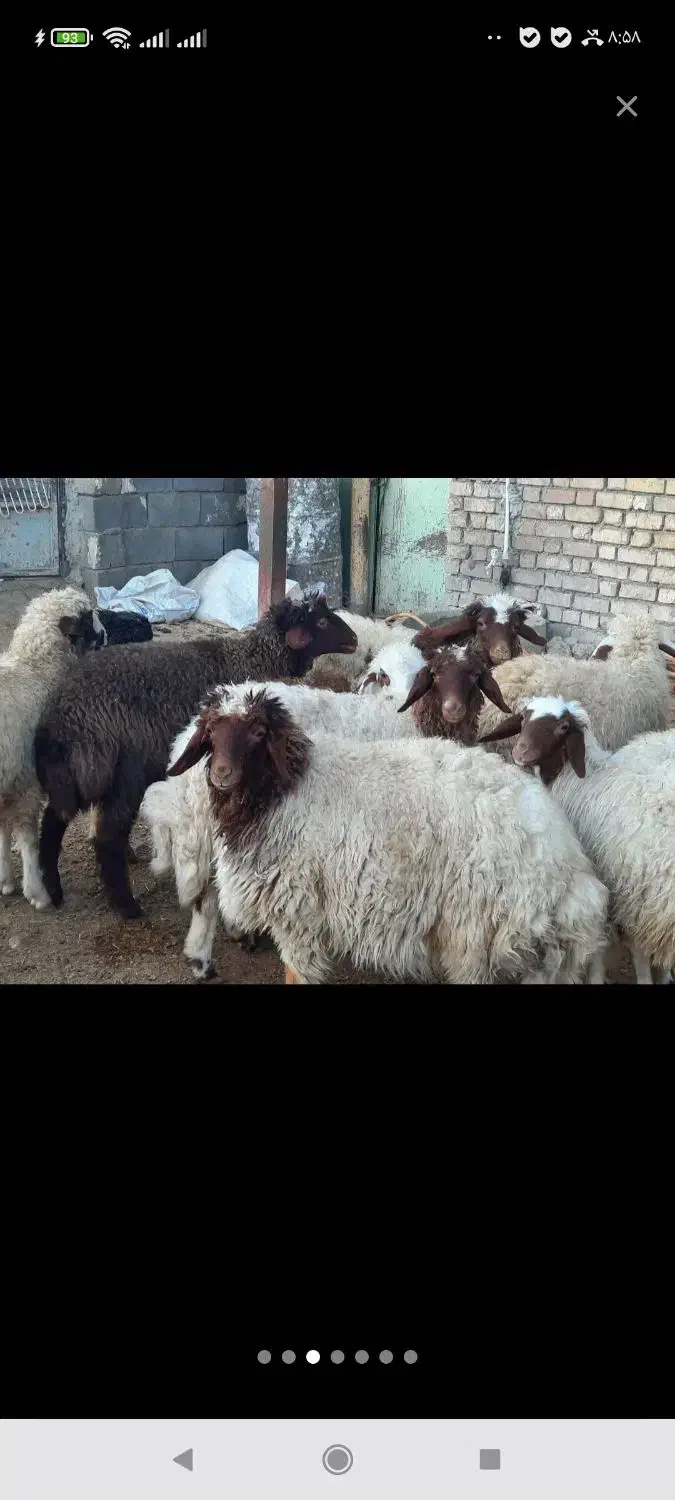 فروش ۱۲ عدد بره پرواری سبک|حیوانات مزرعه|ایلام, |دیوار