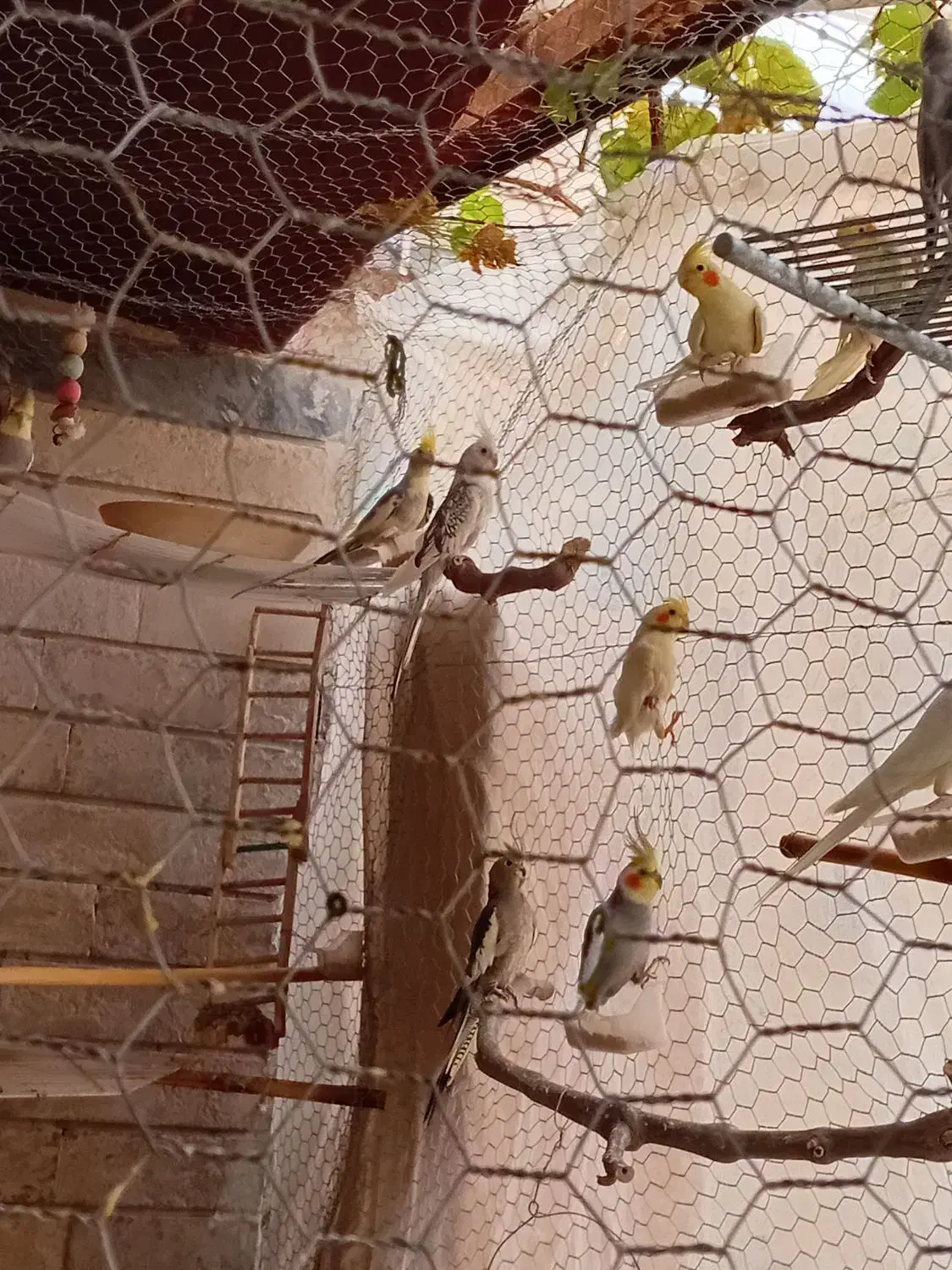 عروس هلندی به صورت تکی و یکجا|حراج|پاکدشت, پاکدشت (مامازند)|دیوار