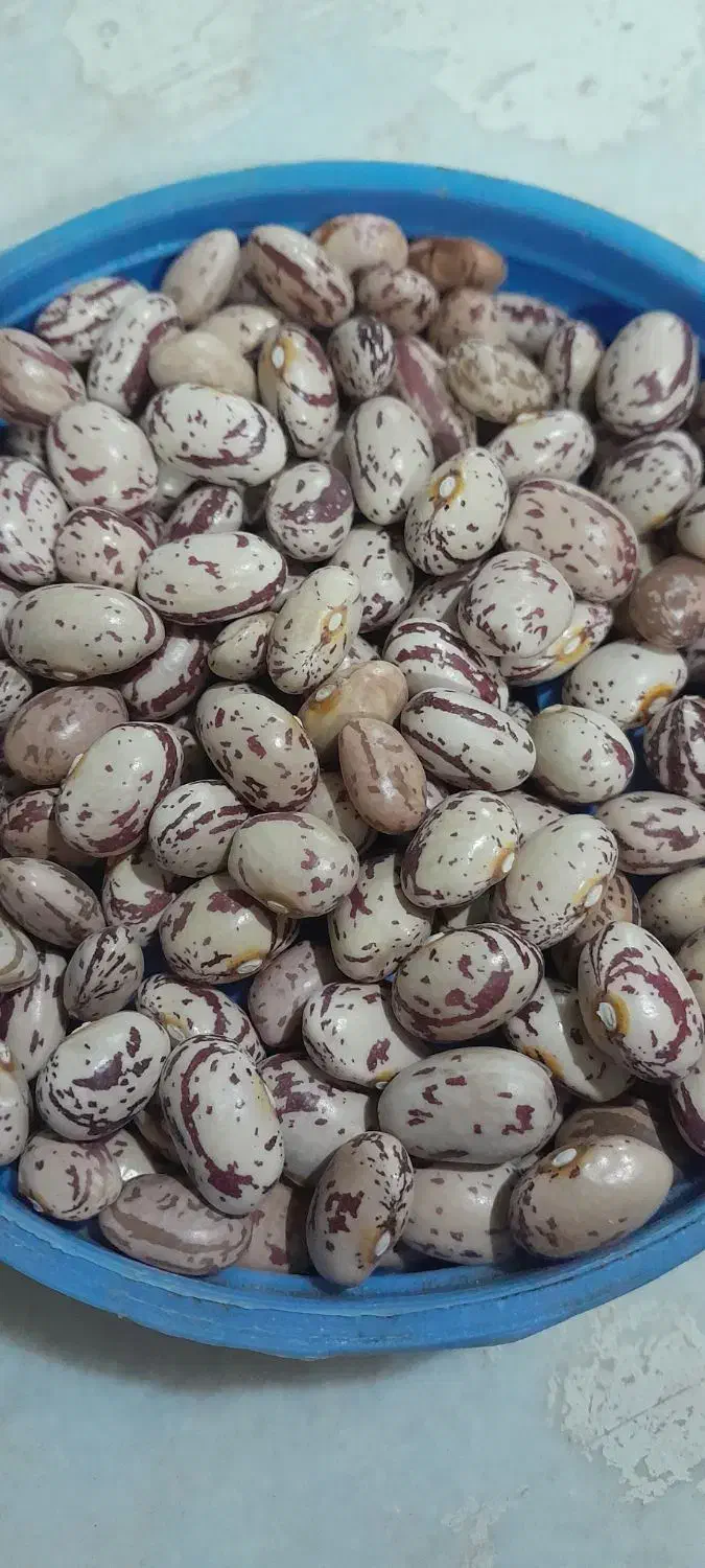 لوبیا چیتی ییلاقی|خوردنی و آشامیدنی|مهدی شهر, |دیوار