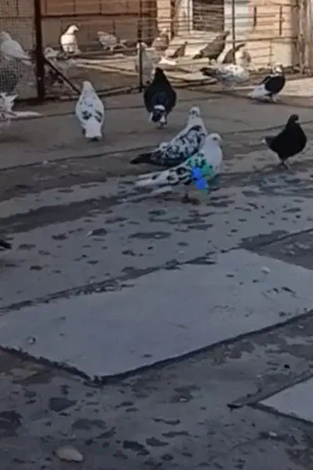 کفتر چیل رفته|پرنده|مرند, |دیوار